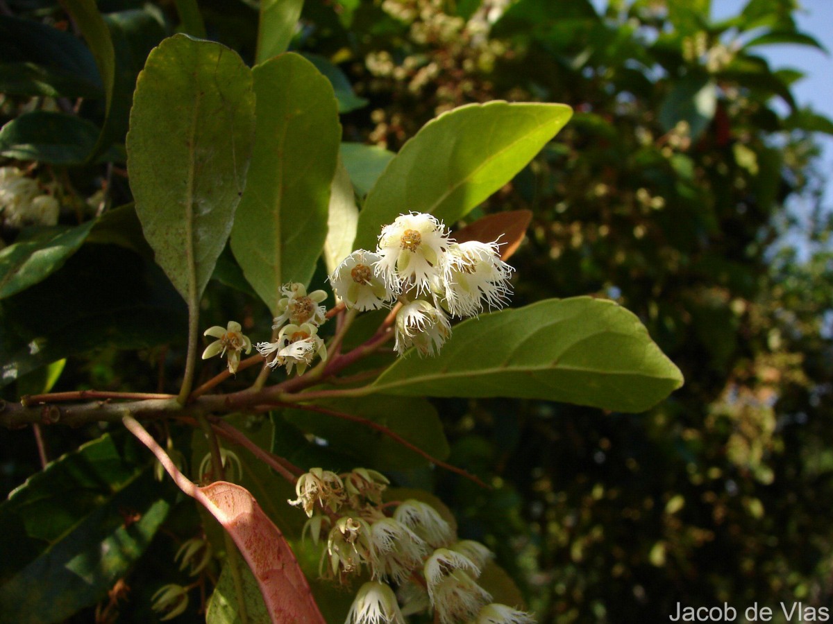 Elaeocarpus serratus L.